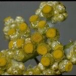 Pseudognaphalium stramineum Blüte