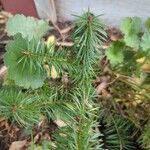 Picea sitchensisᱥᱟᱠᱟᱢ