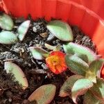 Portulaca umbraticola花