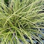 Carex brunnea Blatt