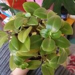 Peperomia scandens Liść