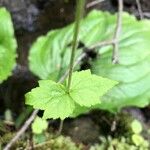 Mitella diphylla Folha