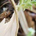 Sedum moranense Bark