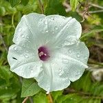 Ipomoea pandurata Flor