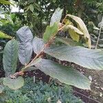 Theobroma grandiflorum Hoja