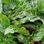 Arum italicum Fuelha