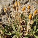 Silene nicaeensis Fruit