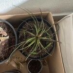 Tillandsia utriculata برگ