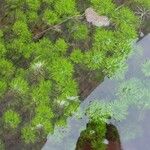 Limnophila indica Hábito