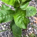 Hieracium scabrum Hoja