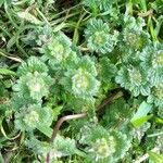 Alchemilla australis Blad