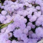 Ageratum houstonianumFlower