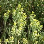 Euphorbia mauritanica Flower