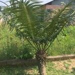 Cycas pectinata Folha