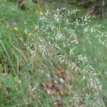 Calamagrostis varia Habitus