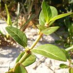 Alternanthera littoralis Leaf