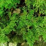 Selaginella concinna 葉