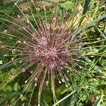Allium schubertii Flor
