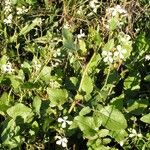 Raphanus raphanistrum Habit