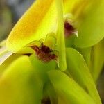 Bulbophyllum occultum Fiore