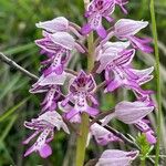 Orchis militarisBlüte