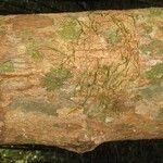 Lecythis idatimon Bark