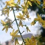 Koelreuteria paniculata Flor