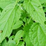 Girardinia diversifolia Blatt