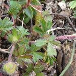 Potentilla pusilla Blad