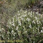 Antirrhinum hispanicum Habitatea