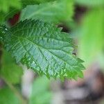 Stachytarpheta urticifolia ഇല