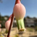 Gasteria obliqua Flower