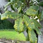 Cupaniopsis anacardioides Blatt