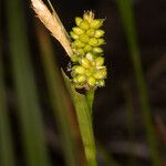 Carex pallescens Owoc