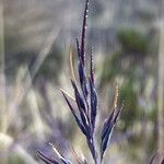 Festuca asplundii 花