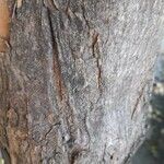 Acer buergerianum Schors