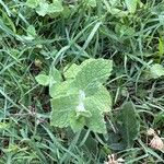 Mentha × rotundifolia पत्ता