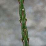 Crucianella latifolia Ffrwyth