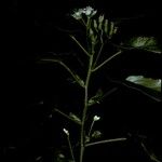 Begonia salaziensis Flower