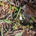 Claytonia virginica ഇല