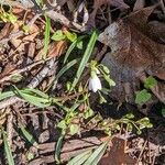 Claytonia virginica Лист