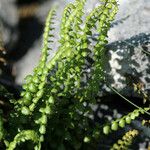 Asplenium trichomanes-ramosum অভ্যাস