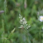 Agrostis stolonifera Blomma