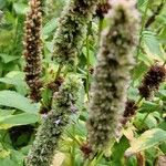 Agastache foeniculum 果實