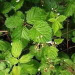 Rubus canescens 葉