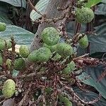 Ficus hispida Frukto