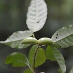 Tabernaemontana robinsonii Hoja