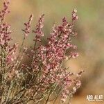 Anabasis articulata Flower