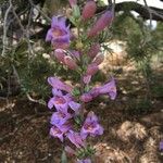 Penstemon secundiflorus Other