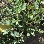 Coronilla valentina Blad